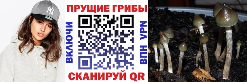 mega tor  Афипский  Псилоцибиновые грибы Magic Shrooms  где купить наркоту 